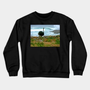 Ostrich, Cape Point Nature Reserve, South Africa Crewneck Sweatshirt